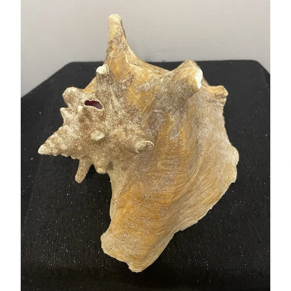Vintage Natural Large Pink Queen Conch Sea Shell Nautical Ocean Beach Home Decor